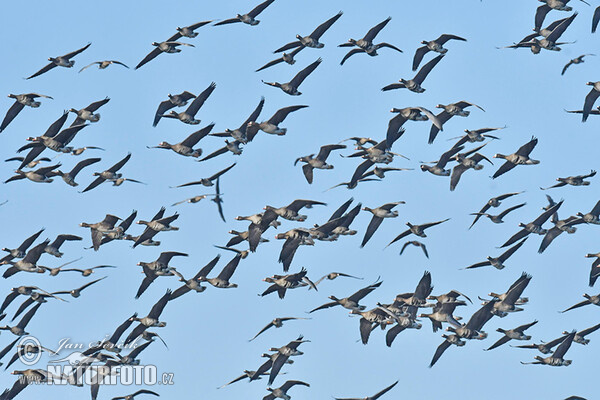 Greated White-fronted Goose (Anser albifrons)