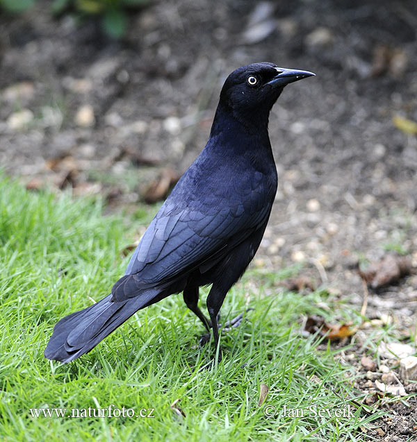 Greater Antillean Grackle (Quiscalus niger)