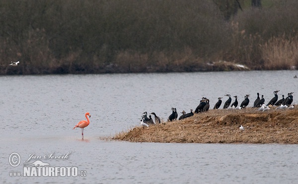 Greater Flamingo (Phoenicopterus ruber)