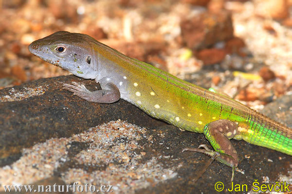 Green Rainbow Lizard (Cnemidophorus senectus)