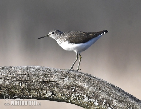 Green Sandpiper (Tringa ochropus)