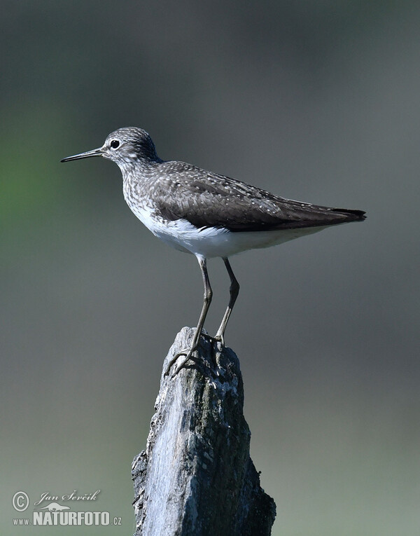 Green Sandpiper (Tringa ochropus)