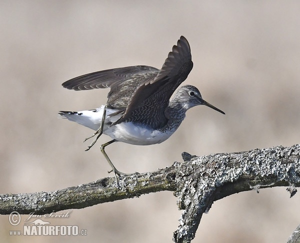 Green Sandpiper (Tringa ochropus)