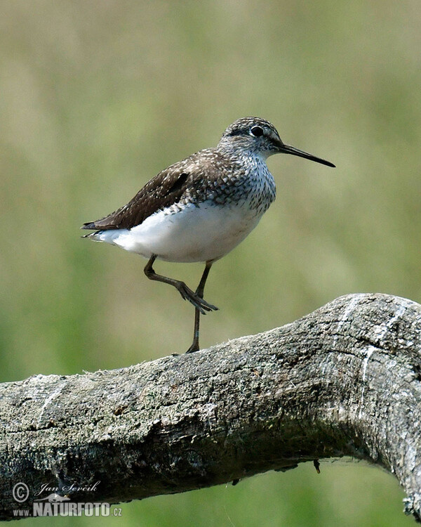 Green Sandpiper (Tringa ochropus)