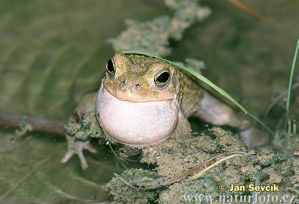 Green Toad, (Bufotes viridis)