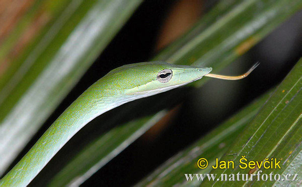 Green Vine Snake (Ahaetulla nasuta)