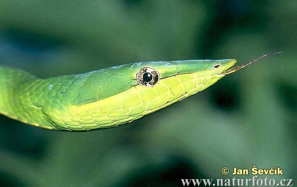 Green Vine Snake (Oxybelis fulgidus)