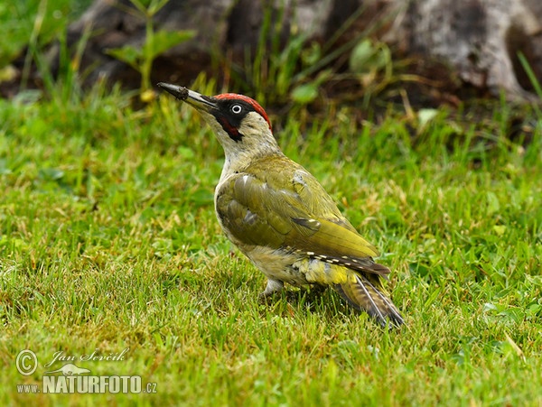 Green Woodpecker (Picus viridis)