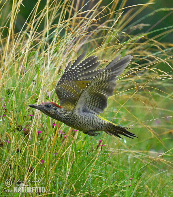 Green Woodpecker (Picus viridis)