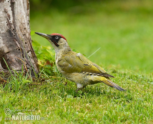 Green Woodpecker (Picus viridis)