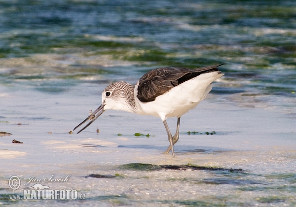 Greenshank (Tringa nebularia)