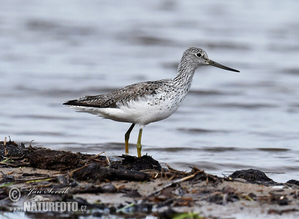 Greenshank (Tringa nebularia)