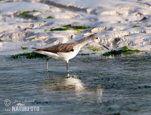 Greenshank (Tringa nebularia)