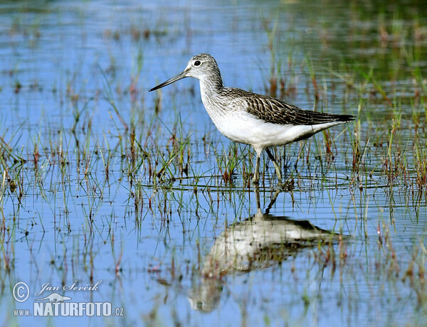 Greenshank (Tringa nebularia)