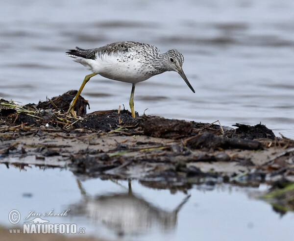 Greenshank (Tringa nebularia)