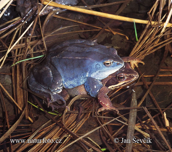 Grenouille des champs