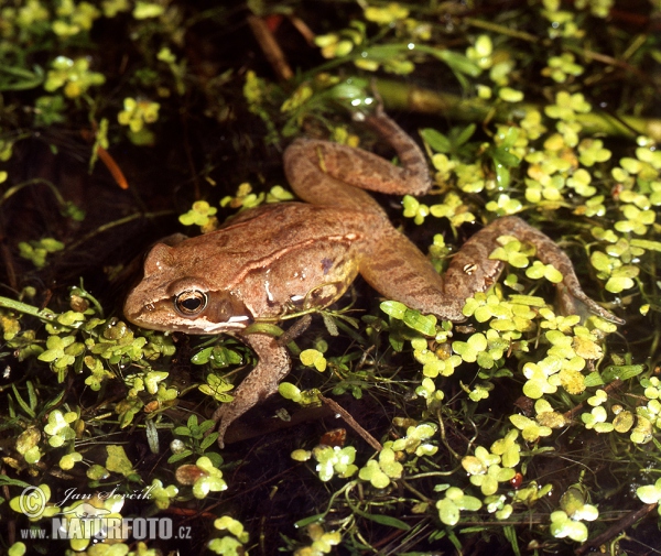 Grenouille rousse