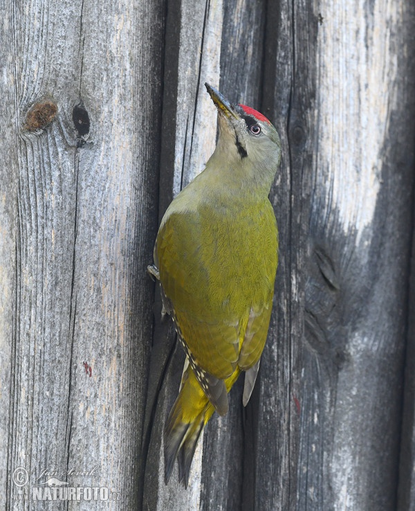 Grey-headed Woodpecker (Picus canus)