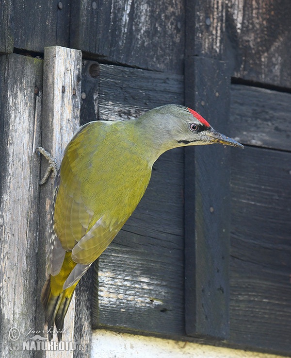 Grey-headed Woodpecker (Picus canus)