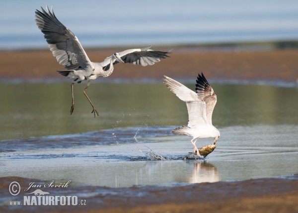 Grey Heron (Ardea cinerea, Larus cachinnans)