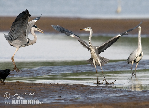 Grey Heron (Ardea cinerea)