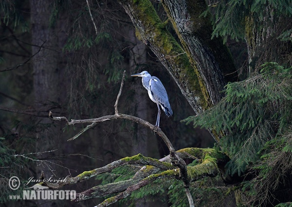 Grey Heron (Ardea cinerea)