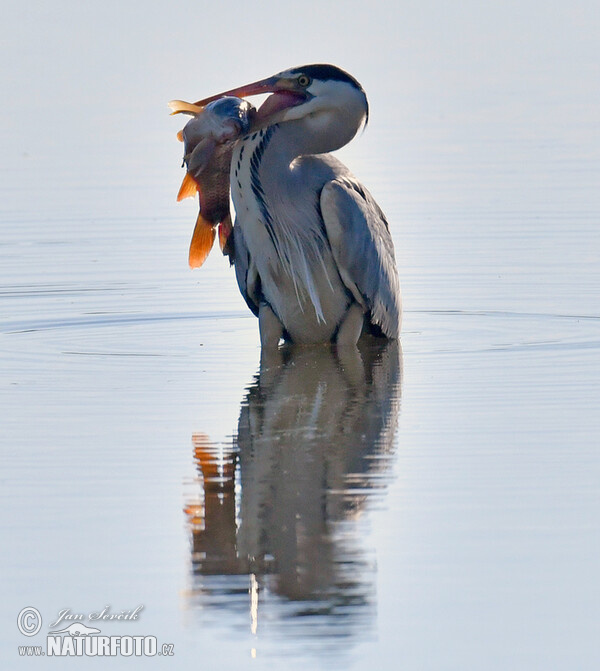 Grey Heron (Ardea cinerea)