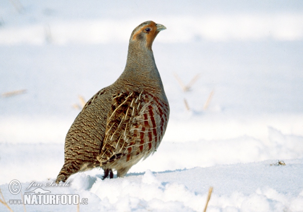 Grey Partridge (Perdix perdix)