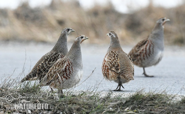 Grey Partridge (Perdix perdix)