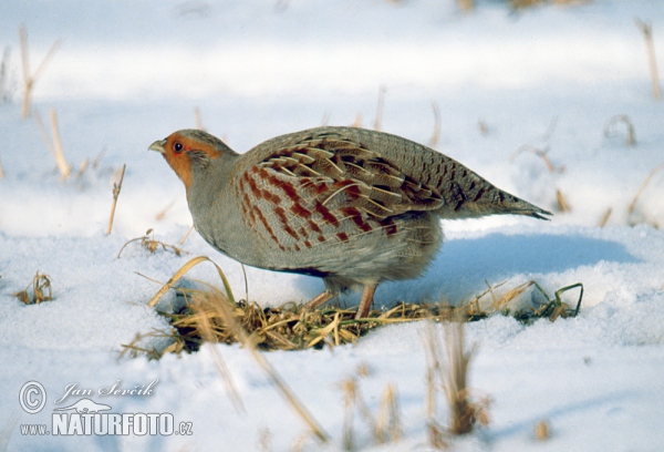 Grey Partridge (Perdix perdix)