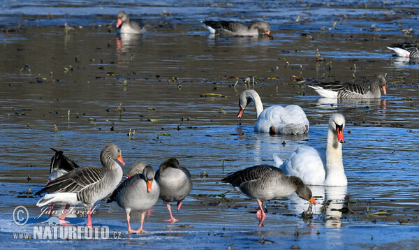 Greylag Goose, MuteSwan (Anser anser, Cygnus olor)