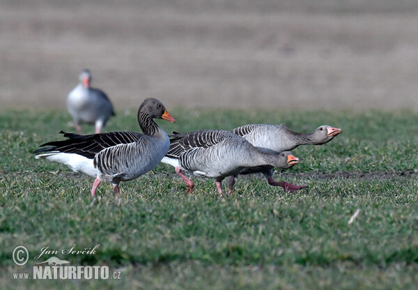 Greylag Goose (Anser anser)