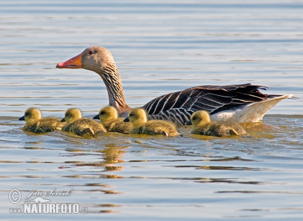 Greylag Goose (Anser anser)