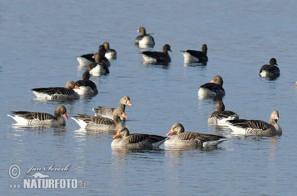 Greylag Goose (Anser anser)