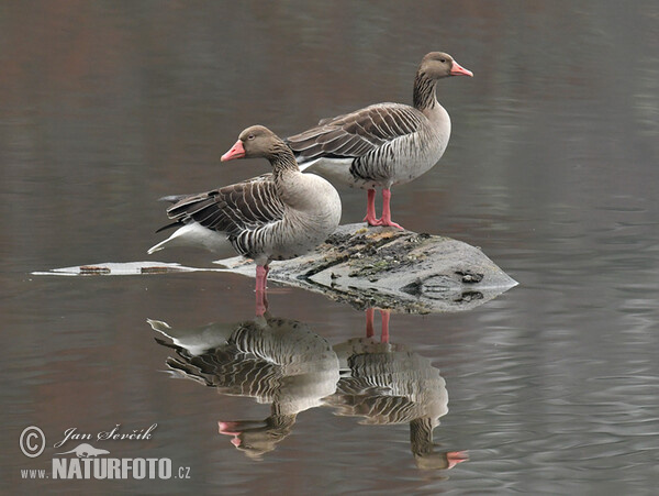 Greylag Goose (Anser anser)