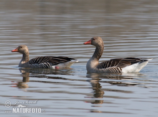 Greylag Goose (Anser anser)