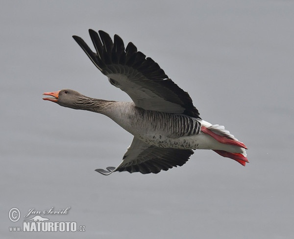 Greylag Goose (Anser anser)