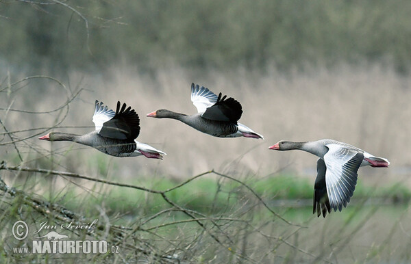 Greylag Goose (Anser anser)