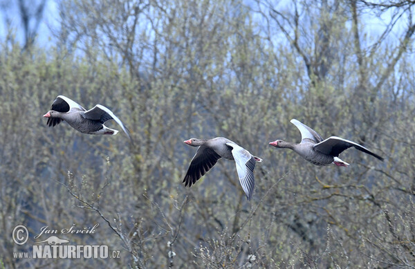 Greylag Goose (Anser anser)