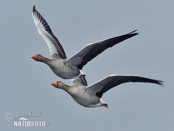 Greylag Goose (Anser anser)