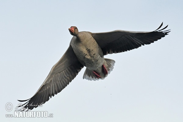 Greylag Goose (Anser anser)