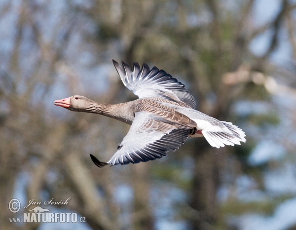 Greylag Goose (Anser anser)