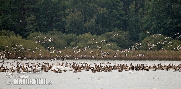 Greylag Goose (Anser anser)