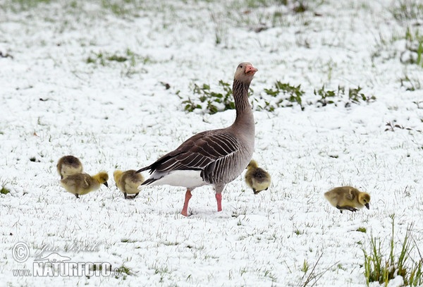 Greylag Goose (Anser anser)