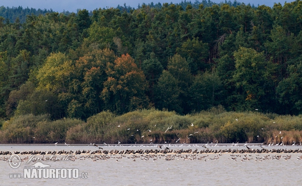 Greylag Goose Cormoran (Anser anser)