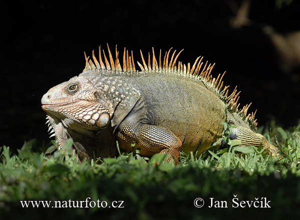 Grön leguan