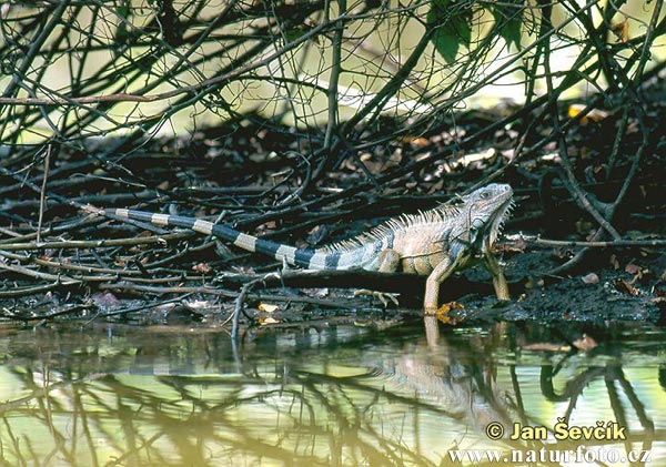 Grön leguan