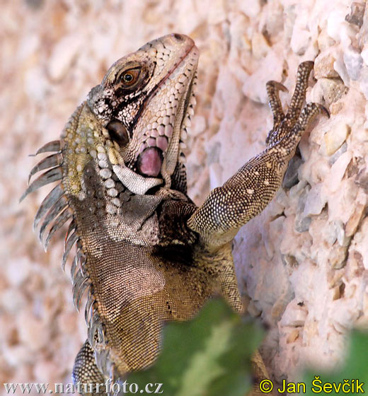 Grön leguan