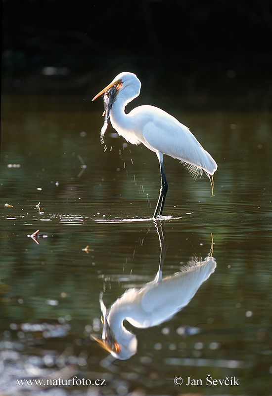 Grote zilverreiger