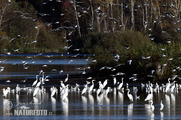 Grote zilverreiger